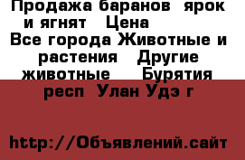 Продажа баранов, ярок и ягнят › Цена ­ 3 500 - Все города Животные и растения » Другие животные   . Бурятия респ.,Улан-Удэ г.